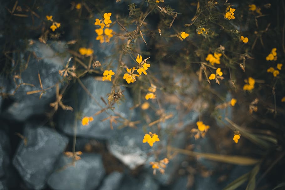flower, plant, rocks, yellow, summer, warm, flowering plant HD wallpaper