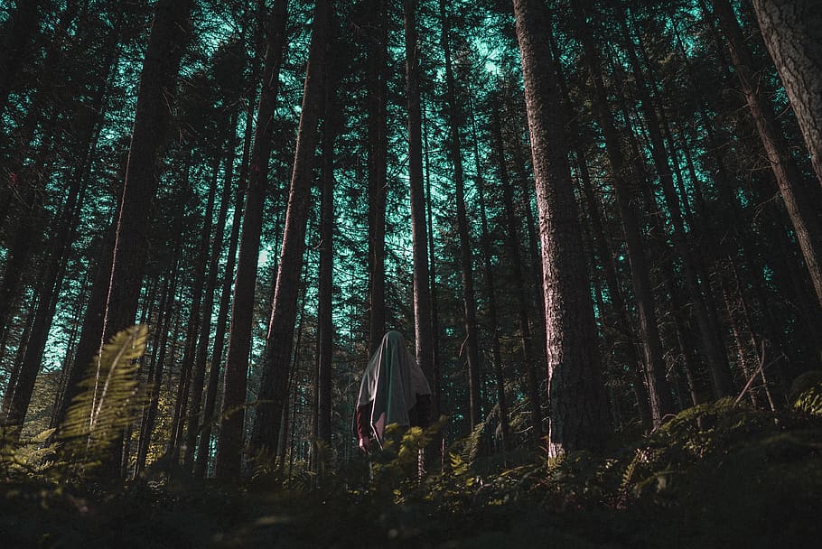 person surrounded by trees, nature, forest, vegetation, flora HD wallpaper