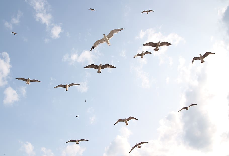 seagulls, flight, birds, sky, dom, nature, wings, 4k wallpaper HD wallpaper