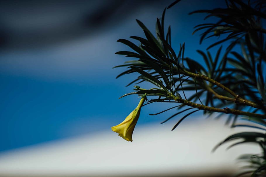 tree, flower, yellow, nature, plants, green, wallpaper, no people HD wallpaper