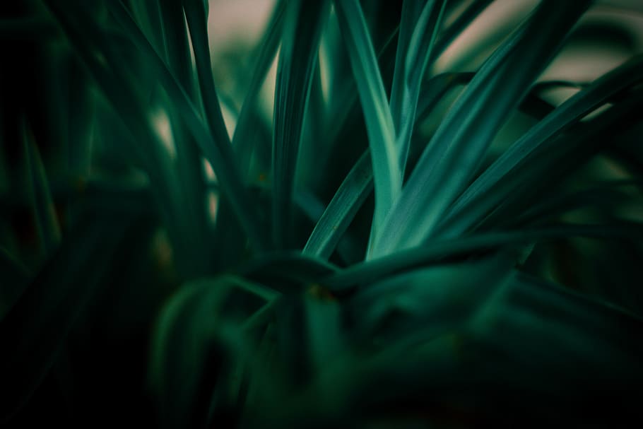 nature, green, plants, leaves, environment, foliage, texture HD wallpaper