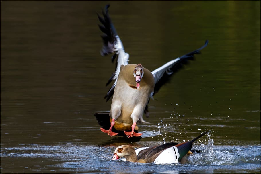 nilgans, water, bird, animal world, nature, animal themes, vertebrate HD wallpaper