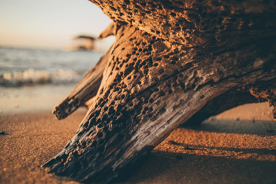 fairhope, united states, driftwood, tree, water, bay, sea, nature HD wallpaper