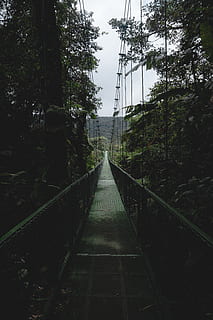 costa rica, monteverde, plant, tree, the way forward, direction HD wallpaper