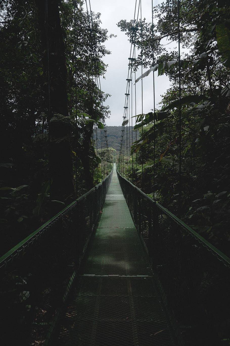 costa rica, monteverde, plant, tree, the way forward, direction