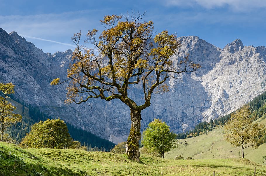 tree with mountain background, field, valley, trunk, grass, cliff HD wallpaper