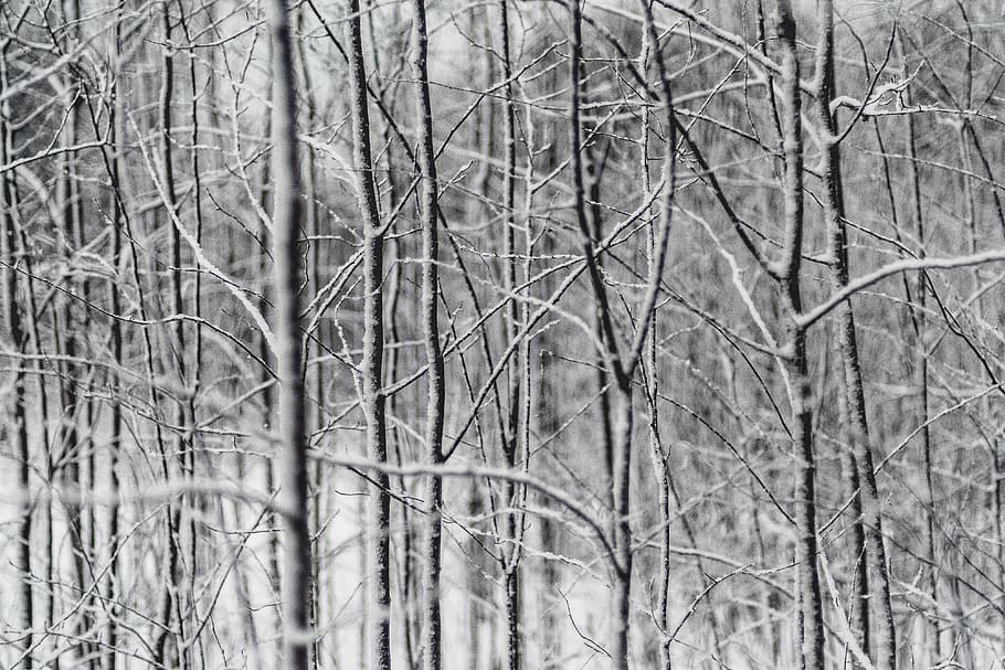 tree, branch, plant, nature, snow, winter, no people, bare tree HD wallpaper
