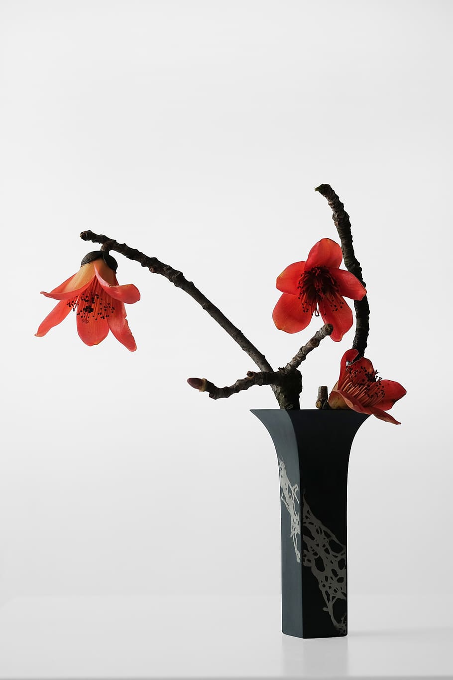 plant, flower, flowering plant, red, beauty in nature, indoors HD wallpaper