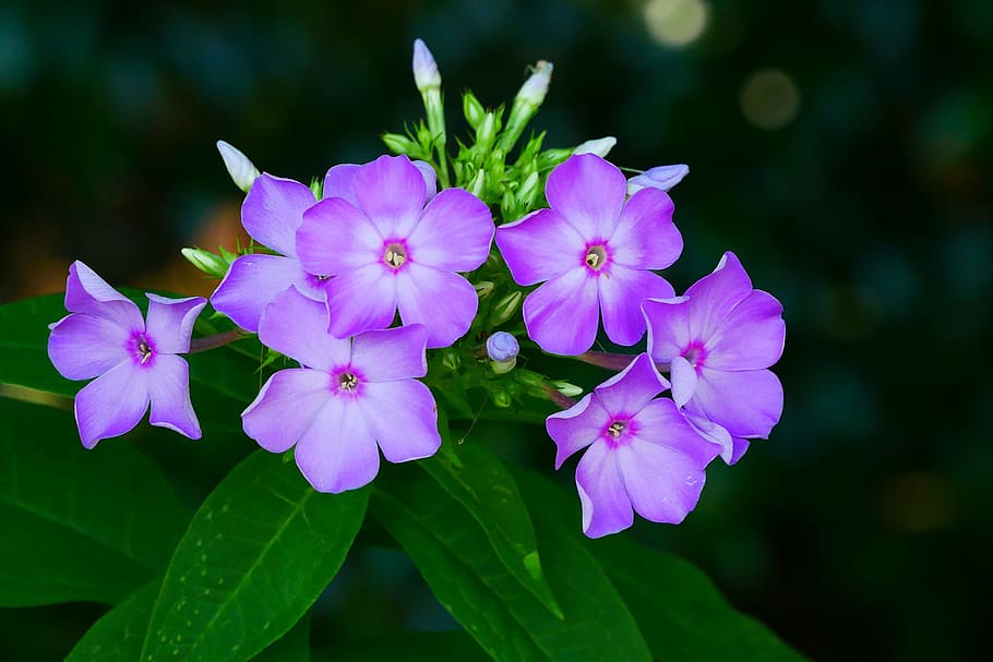 Photos of garden phlox flowers., summer flowering plants, perennial flowers, HD wallpaper