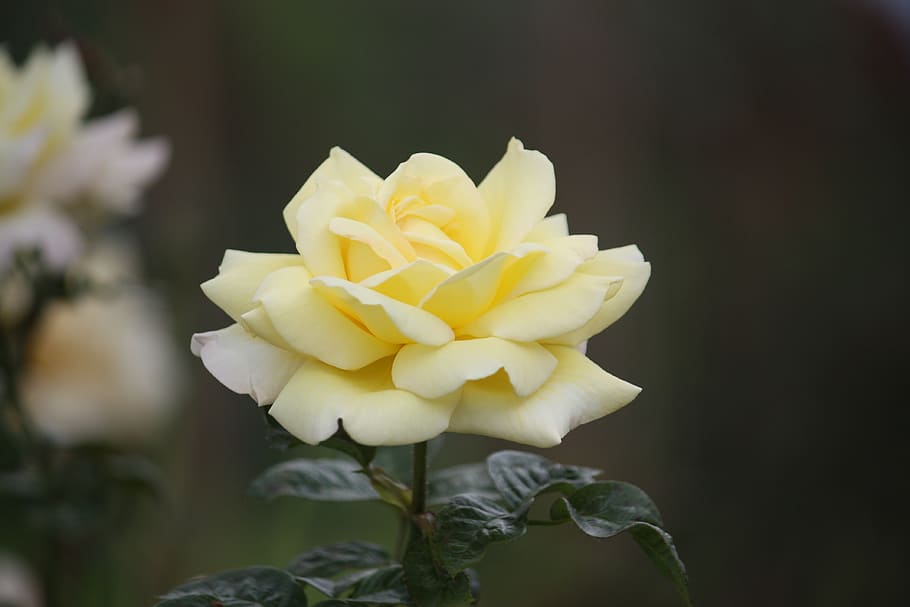 flower, nature, flora, leaf, garden, beautiful, petal, blooming HD wallpaper