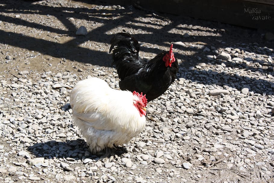 ying yang, blackandwhite, chickens, countryside, animal themes HD wallpaper