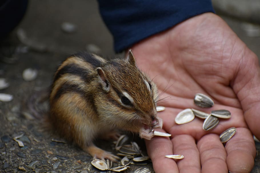 animal, squirrel, chipmunk, diet, sunflower seeds, wild animal HD wallpaper
