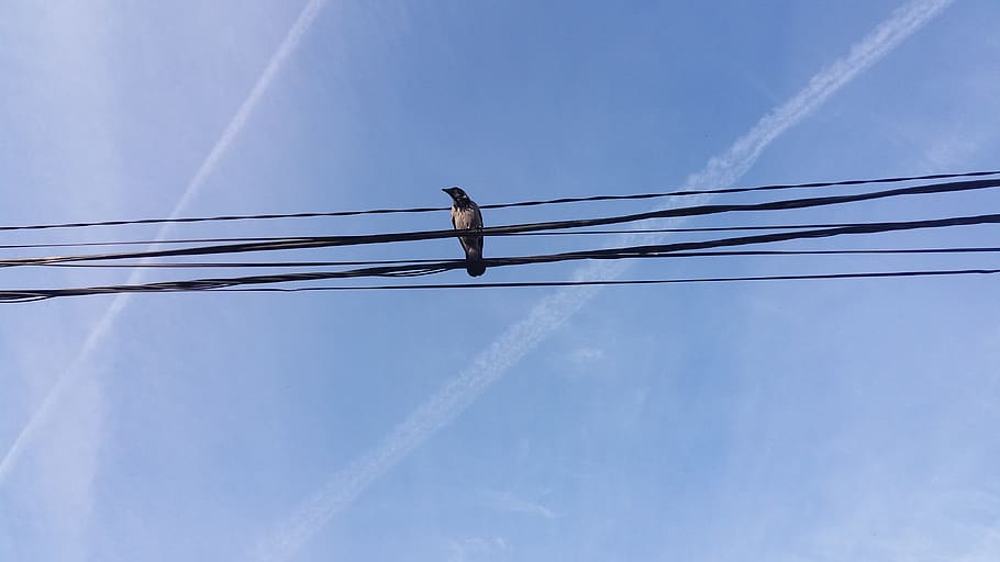 serbia, belgrade, cable, low angle view, electricity, sky, animal themes HD wallpaper