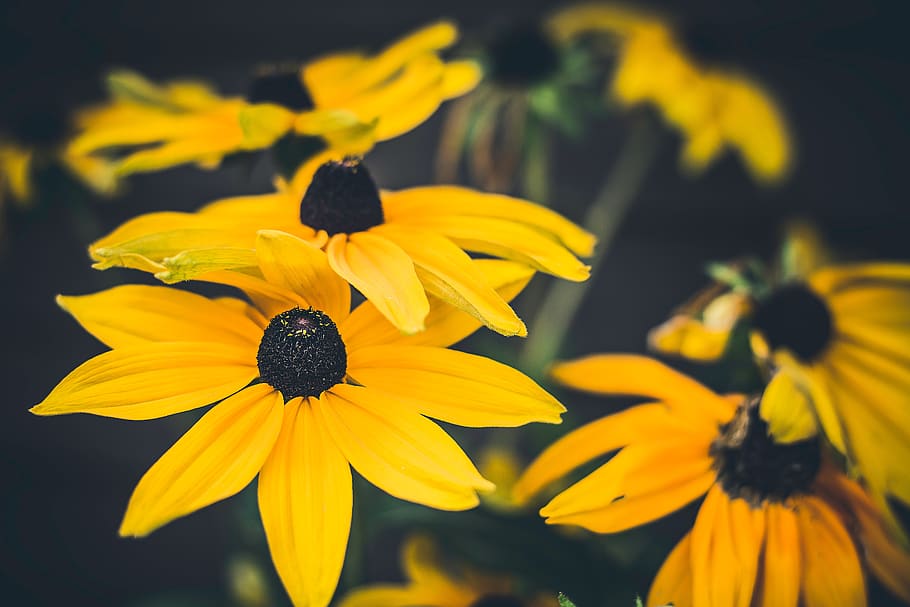 yellow, flower, nature, plants, petals, bloom, outdoor, flowering plant HD wallpaper