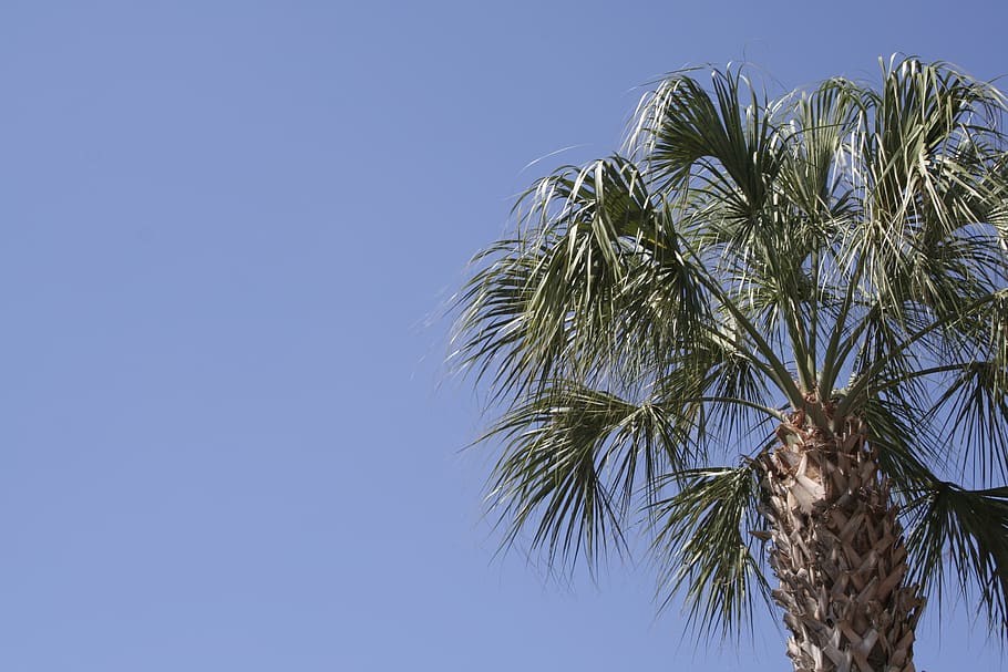 palm tree, florida, blue sky, tropical climate, plant, leaf HD wallpaper