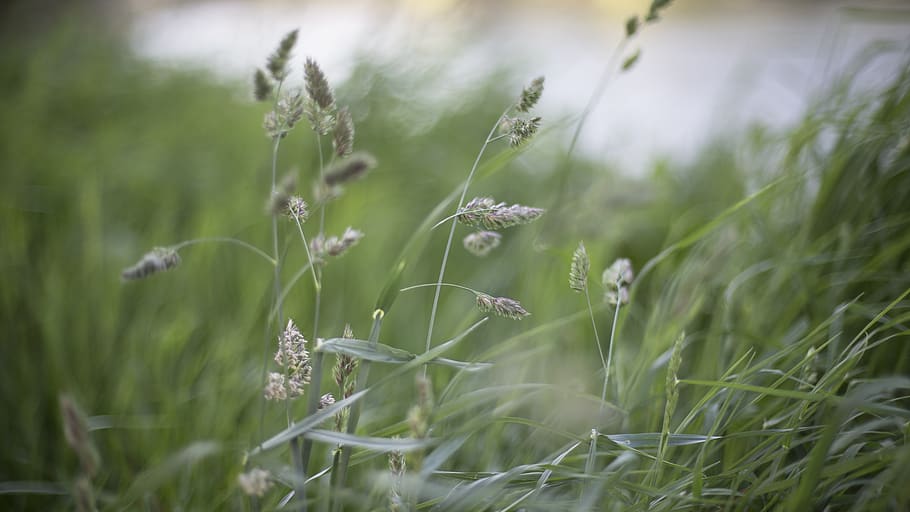 nature, grass, buffalo, stems, stalks, sway, wind, bokeh, plant HD wallpaper