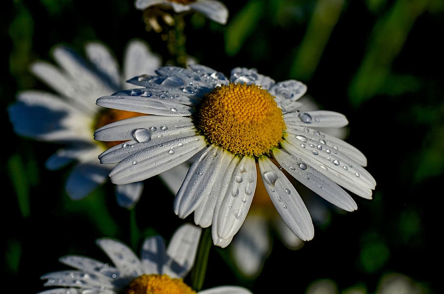 marguerite, white, flowers, plant, summer, garden, nature, flowering plant HD wallpaper