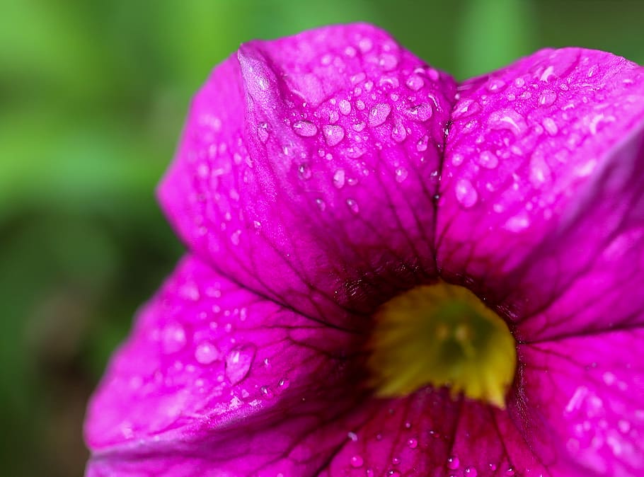 flower, flowering plant, freshness, petal, fragility, vulnerability HD wallpaper