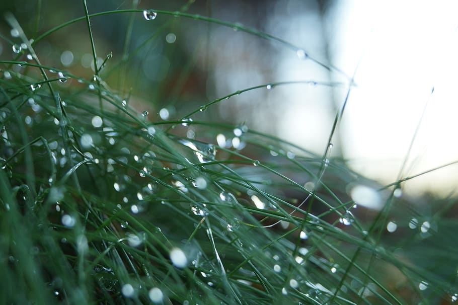 germany, bergisches land, forest, rain, waterdop, grass, plant HD wallpaper