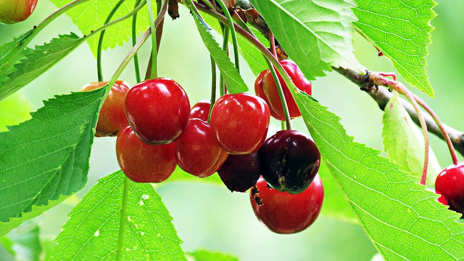 cherries, red fruits, fresh, cherry, healthy, harvest, delicious HD wallpaper