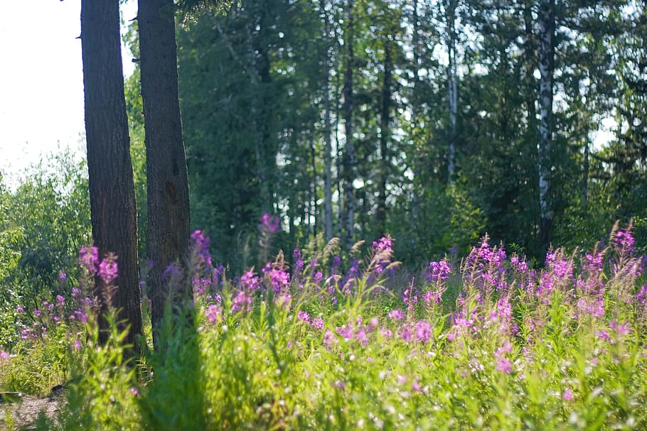 con2011, environment, environmental, green, image, nature, peace HD wallpaper