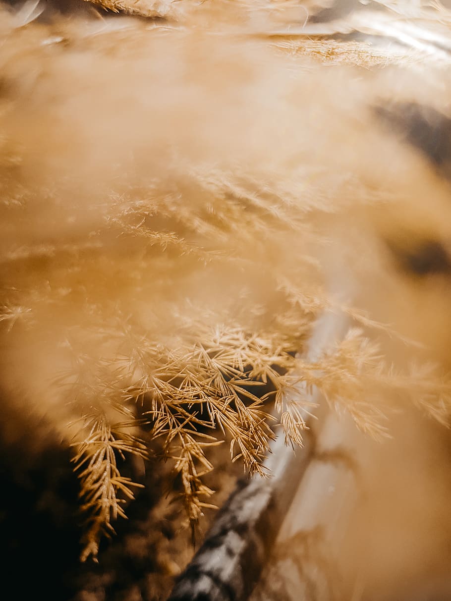 blur, blurred background, bright, close-up, colors, daylight HD wallpaper