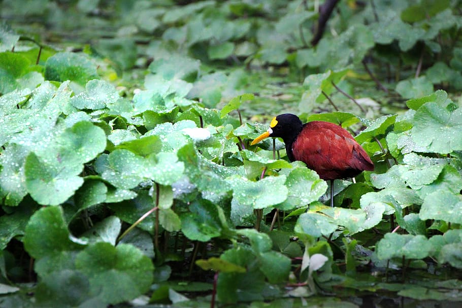 water, hen, nature, bird, animal world, bill, wild, plant, costa HD wallpaper