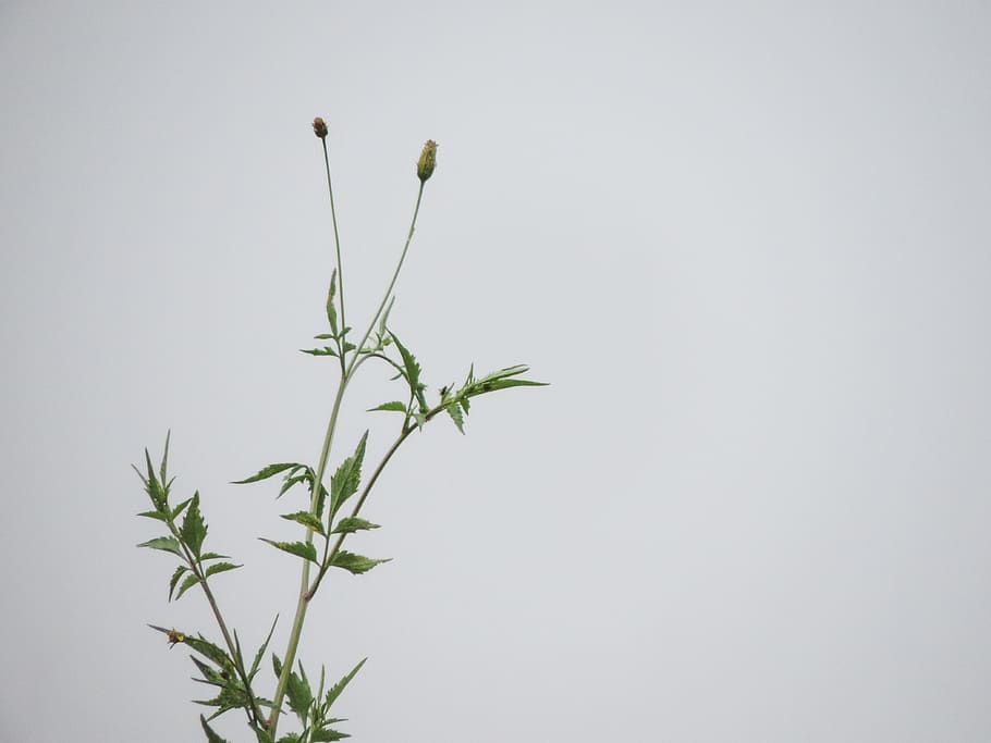 plant, blossom, flower, leaf, green, pottery, vase, jar, nature HD wallpaper