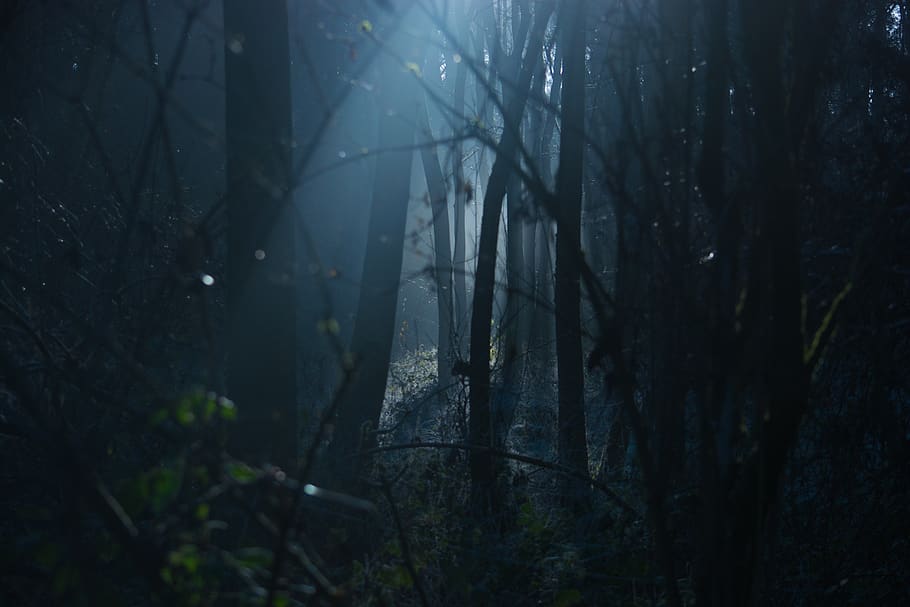Forest Scene, backlit, creepy, dark, dawn, environment, evening, HD wallpaper