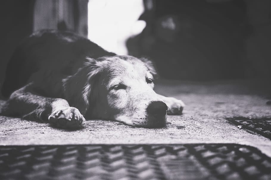 eyes, nose, fur, macro, road, grid, sleeping, head, ground HD wallpaper