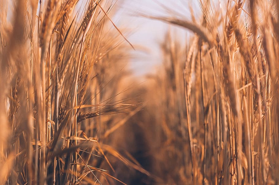 brown wheat field during daytime, quiet, wheat gold, nature, summer HD wallpaper