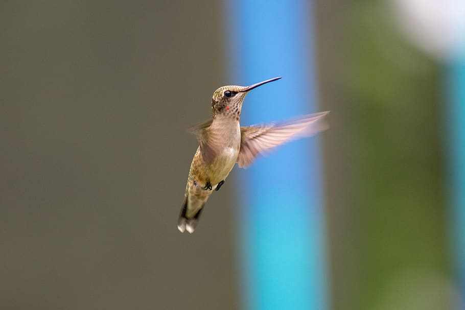 bird, nature, hummingbird, green, wing, small, exotic, tropical HD wallpaper