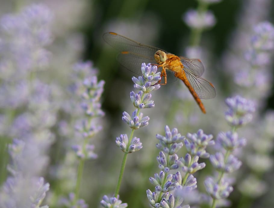 dragonfly, lavender, insecta, nature, supplies, flora, flower HD wallpaper
