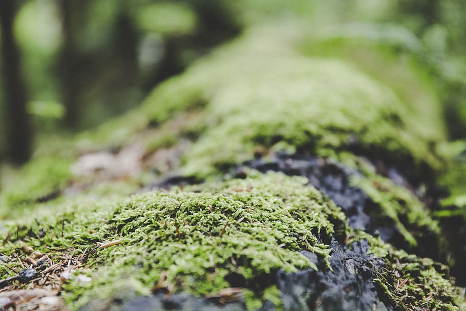 Green Grass, close-up, macro, moss, plant, growth, selective focus HD wallpaper
