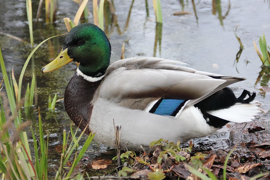 waterfowl, duck, drake, plumage, green, metallic, mallard, animal world HD wallpaper