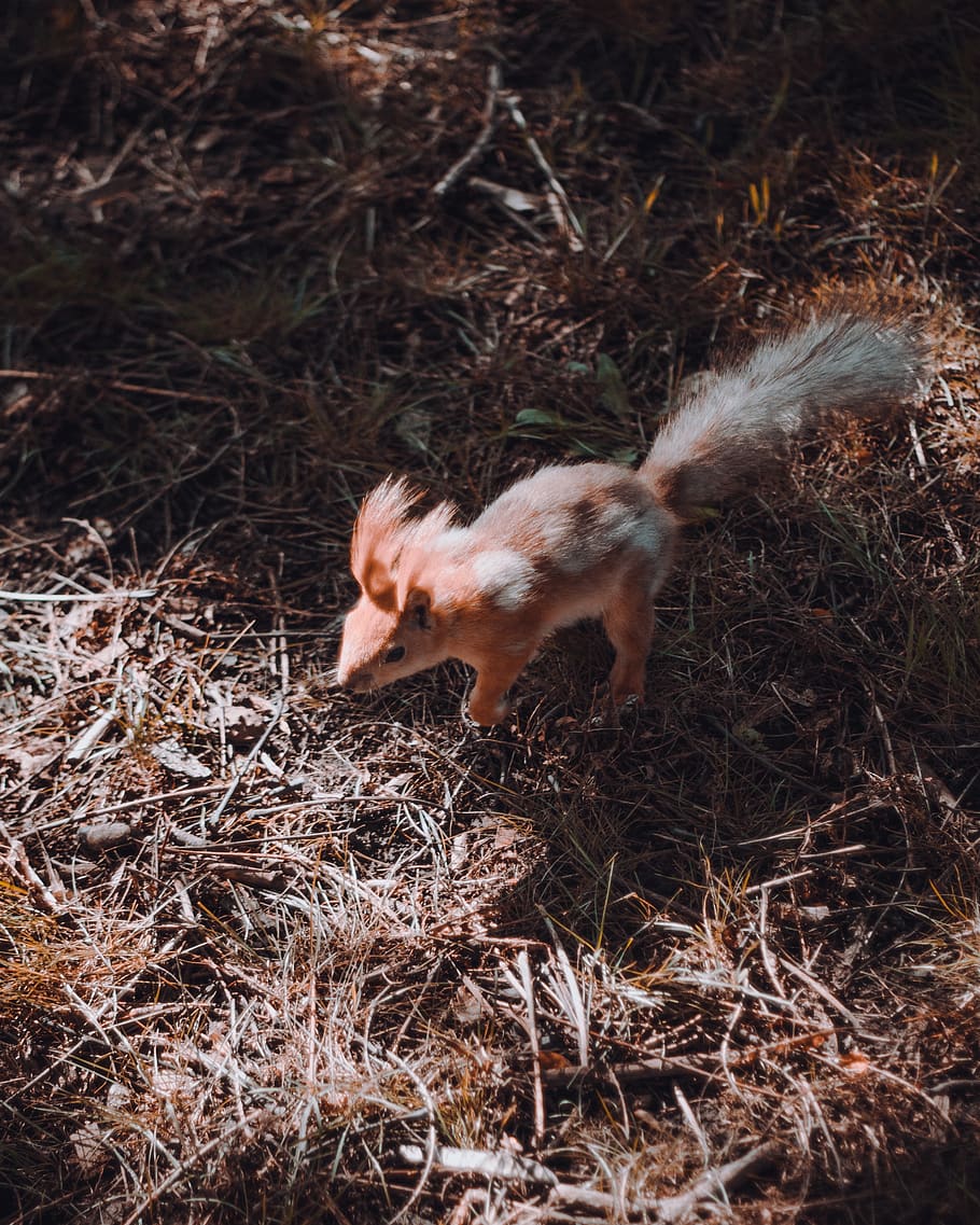 mammal, animal, rodent, squirrel, pig, hog, ground, boar, wildlife HD wallpaper