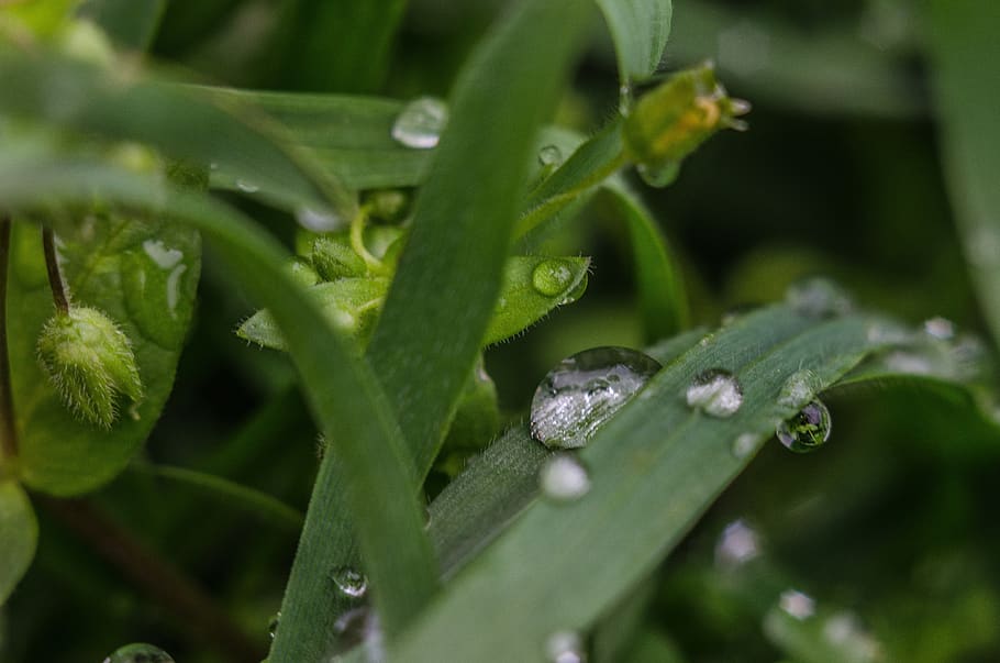 grass, macro, waterdrop, rain, plant, green color, leaf, plant part HD wallpaper