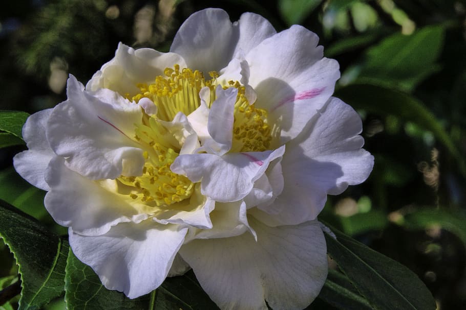 camellia, flower, bloom, white, garden, flowering plant, beauty in nature HD wallpaper