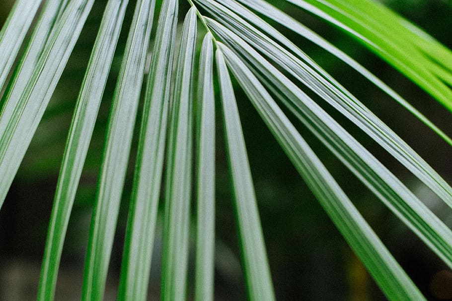 leaf, nature, pattern, lines, green, tree, growth, palm tree HD wallpaper