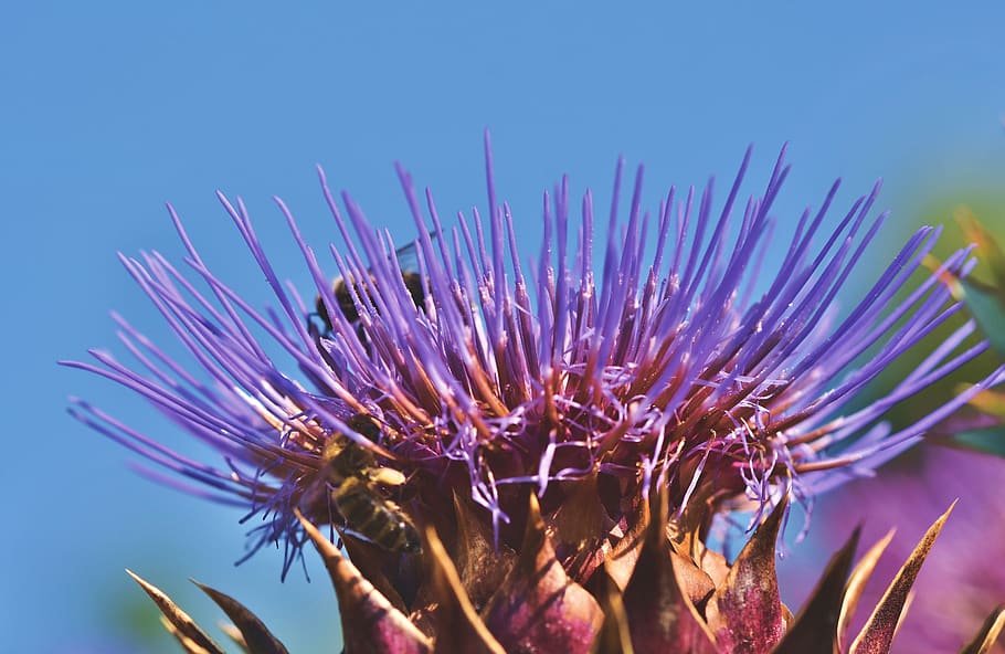 artichoke, vegetables, flower vegetables, blossom, bloom, medicinal plant HD wallpaper