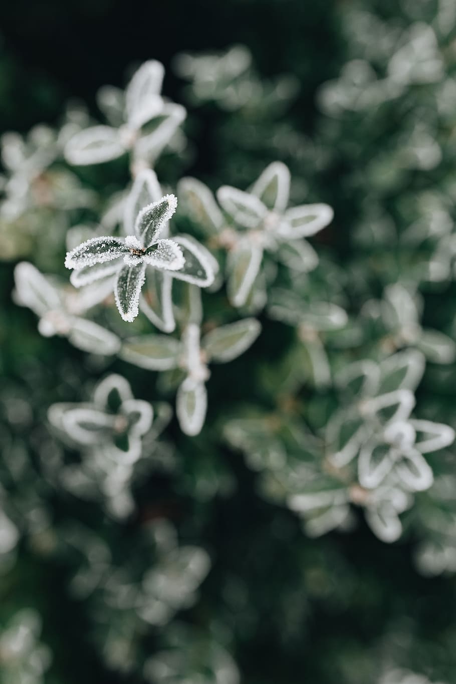 Frozen leaves & twigs, nature, plant, frost, winter, cold HD wallpaper