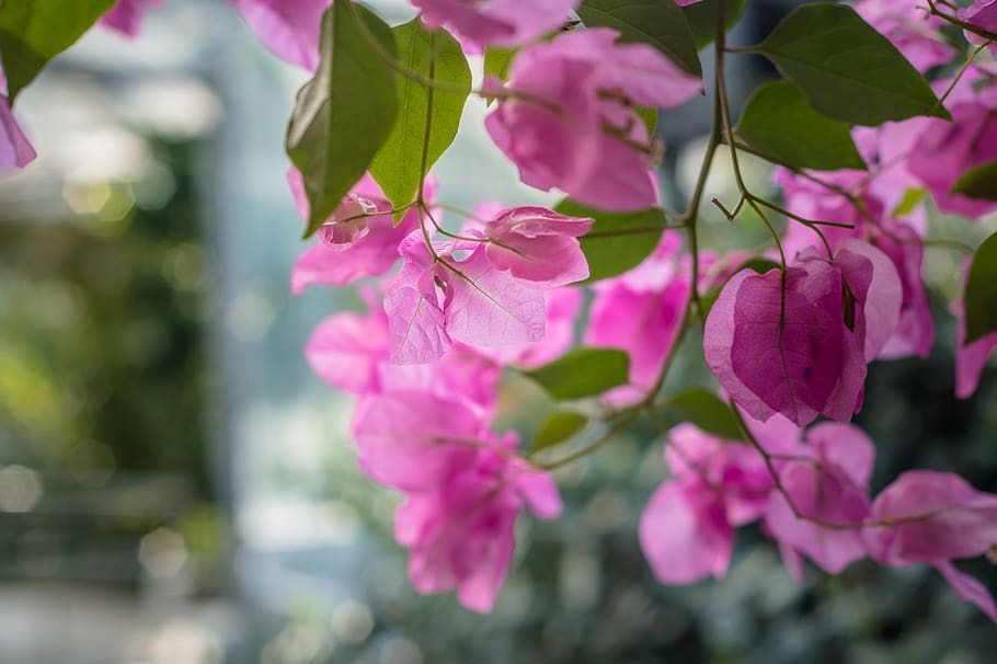 flower, summer, plant, nature, spring, beauty, garden, flowering plant HD wallpaper