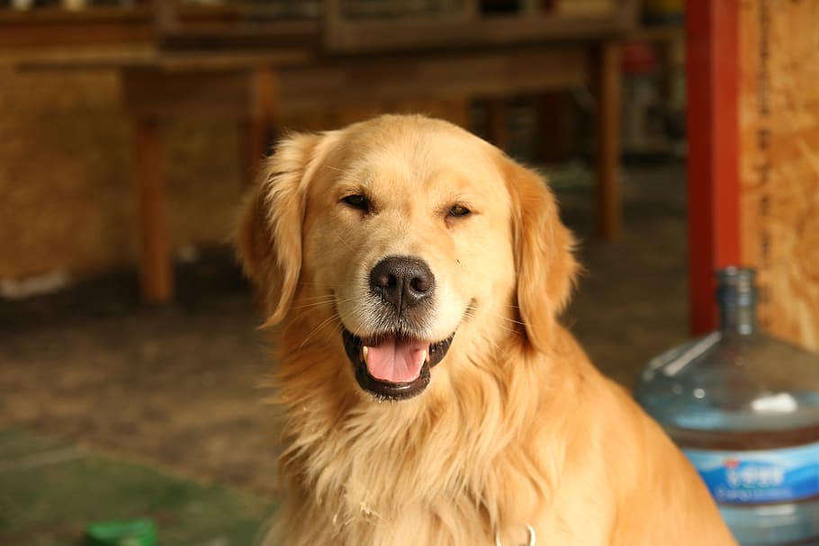 puppy, dog, retriever, one animal, domestic, pets, canine, animal themes HD wallpaper