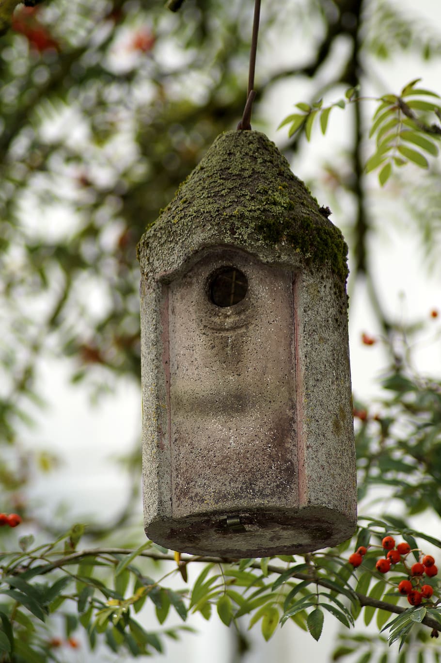 sparrow, bird, bird feeder, aviary, rowan, nesting box, incubator, HD wallpaper