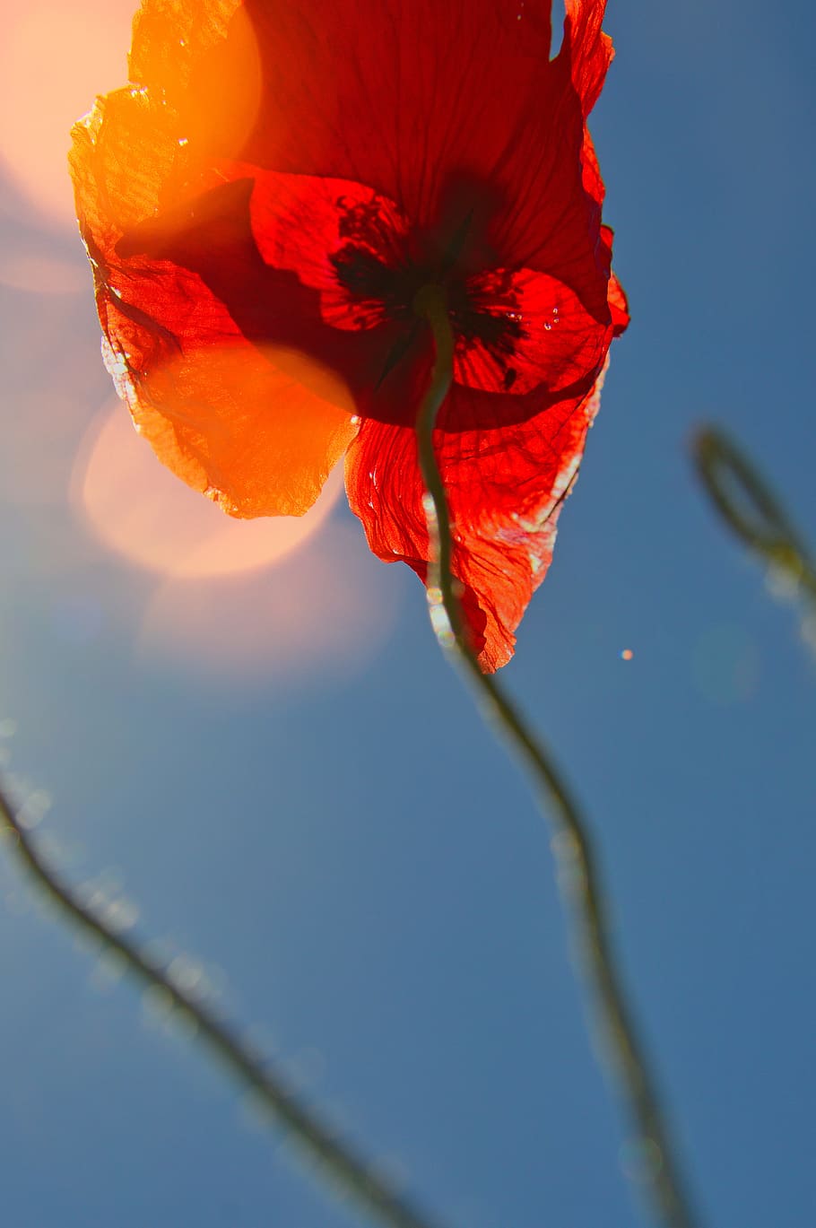 Low Angle Photography of Red Poppy Flower, beautiful, bloom, blossom HD wallpaper