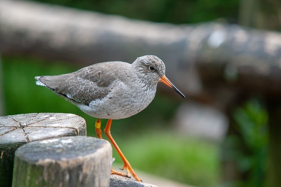 wild animals, zoo, bird, vertebrate, animal themes, animal wildlife HD wallpaper