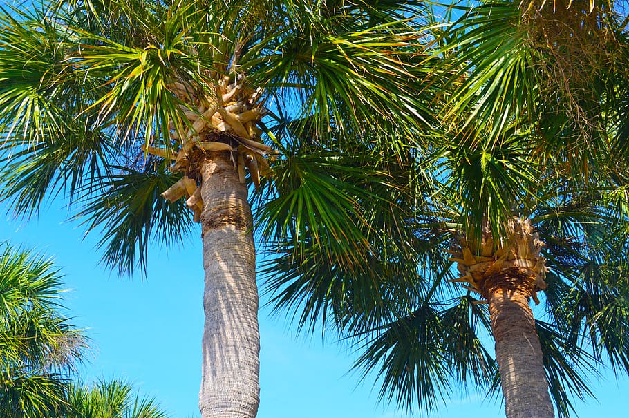 palm trees, tropical, sky, nature, green, paradise, landscape HD wallpaper
