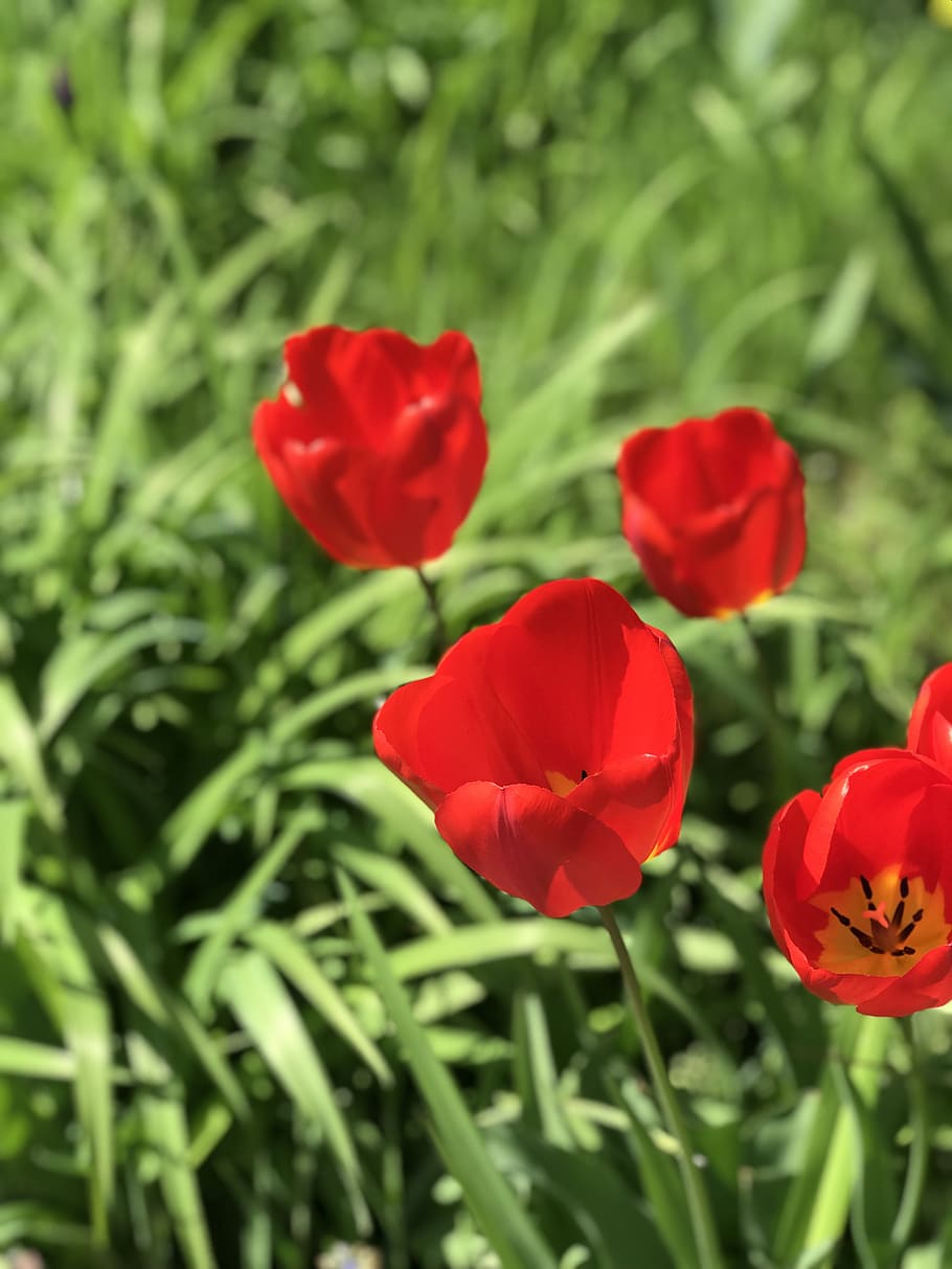 red, tulip, summer, flowering plant, fragility, vulnerability HD wallpaper
