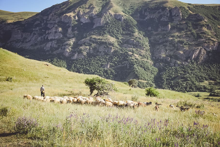 mountain scenery, mammal, plant, domestic animals, group of animals HD wallpaper
