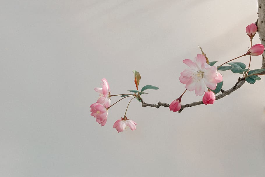 pink color, flower, flowering plant, beauty in nature, freshness HD wallpaper